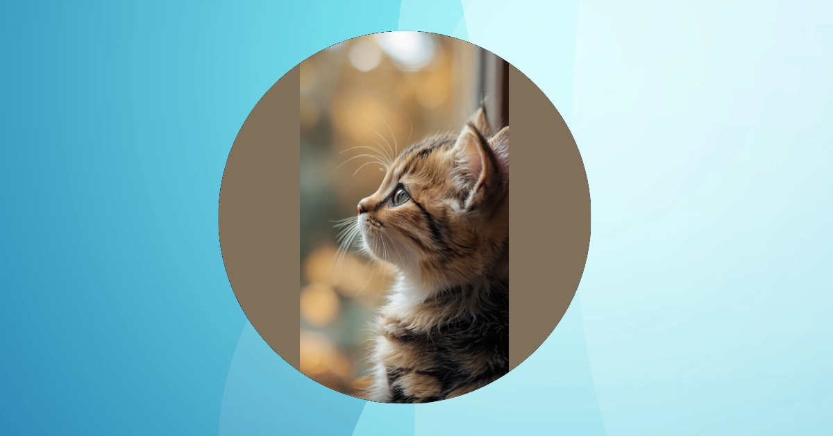 Whiskers on Screens: 11 Kitten Wallpaper Ideas for Cat Lovers