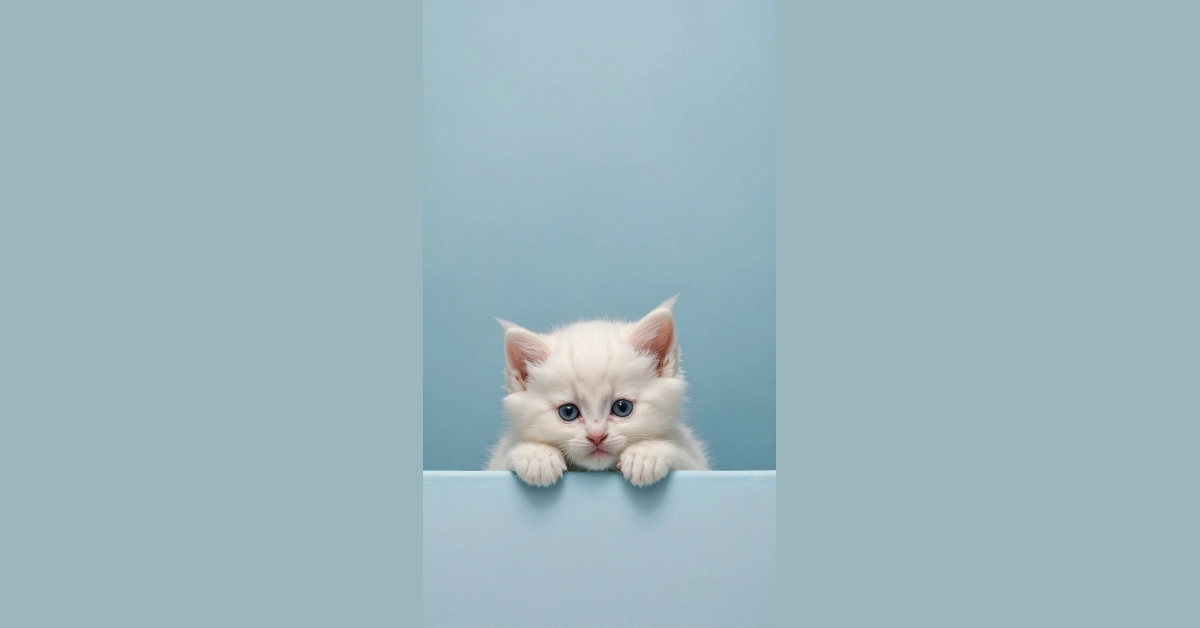 Screen Cuddles: 11 Kitten Wallpaper Ideas You’ll Love